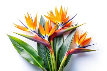 Beautiful Bird of Paradise Flowers with Lush Green Leaves on White Background