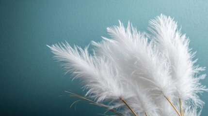White pampas grass on a soft blue backdrop highlights natural beauty