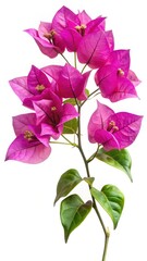 Closeup of a vibrant bougainvillea flower branch on a white background