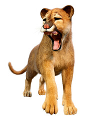 3D Rendering Big Cat Puma on White