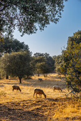 Sheep grazing in a dry meadow under holm oaks in summer