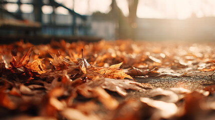Warm Autumn Leaves Scattered on the Ground of a School Yard