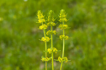 Pflanze Cruciata laevipes (Bewimpertes Kreuzlabkraut) begegnet auf der Schwäbischen Alb 