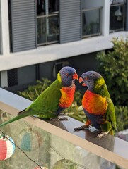 Rainbow Lorikeets,, Australia