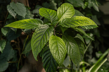 Green leaves of Justicia pectoralis for concepts of herbal medicine and botanical science