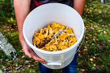Collecting wild chanterelles mushrooms in bucket in the summer forest.