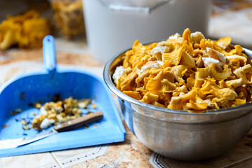 Preparing and cleaning wild chanterelle mushrooms in the kitchen.
