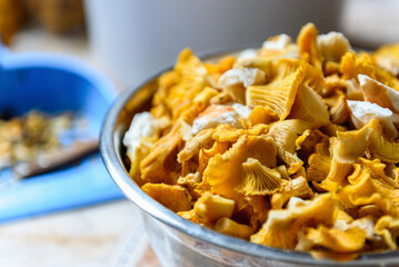 Preparing and cleaning wild chanterelle mushrooms in the kitchen.