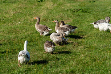 A group of geese strolls through a vibrant green field, enjoying the sunny afternoon while grazing...