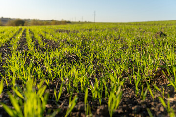 Obraz premium Bright green seedlings sprout from rich soil in a wide field under a clear blue sky on a sunny spring afternoon, signaling new growth