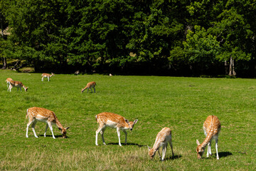 Fallow deer grazing in green field near forest on sunny day