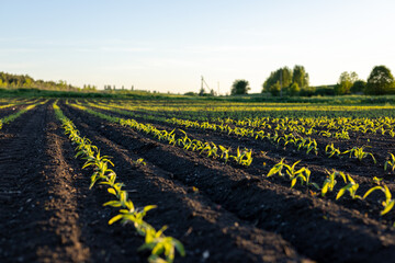 Seedlings stretch towards the sun in neat rows across the field, showcasing vibrant greens against dark soil in morning light