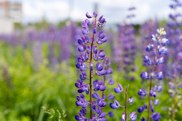Obraz premium Purple lupine flowers bloom abundantly in a green field, basking in sunlight under a clear blue sky, adding vibrant color to the landscape