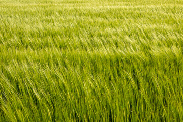 A lush wheat field covers the landscape, swaying with the breeze as sunlight bathes the crops, creating a serene atmosphere in summer