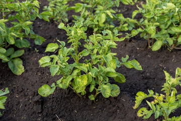 Lush green potato plants flourish in rich soil, basking in bright sunlight, showcasing healthy growth in a garden