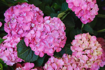 Hydrangea macrophylla bright pink blossoms for wedding floral design and summer decoration concept