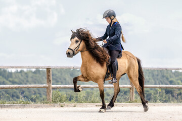 Icelandic horse in tölt gait during equestrian tournament