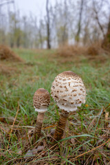 Parasol mushrooms growing in Hortobagy National Park, UNESCO World Heritage Site, Puszta is one of largest meadow and steppe ecosystems in Europe, Hungary