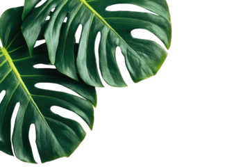 Two large, deep green monstera leaves, sharply detailed, set against a pure black background