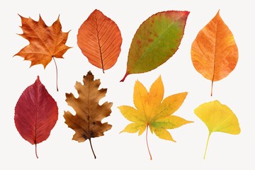 Autumn leaf design element set