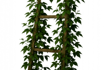 Wooden Ladder Through Lush Green Vines Against Black Background