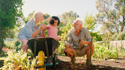 Granddaughter Helping Grandparents Working In Vegetable Garden Or Allotment With Barrow At Home