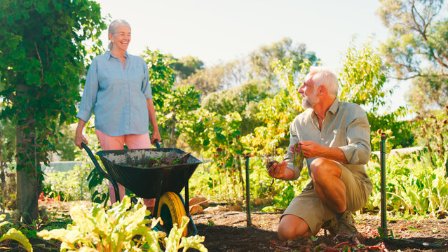 Retired Senior Couple Working In Vegetable Garden Or Allotment With Barrow At Home Picking Beetroot - Powered by Adobe