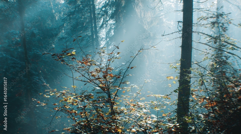 Poster sunlight filters through trees in a serene forest setting