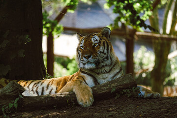 Pairi Daiza - Tigre