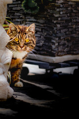 Chat roux yeux jaune 