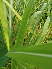 Close-up of lush Eleusine indica grass, showcasing vibrant green leaves and distinctive finger-like seed heads, thriving in natural outdoor conditions.