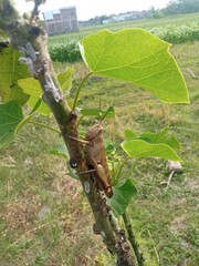 Close-up of a brown grasshopper perched on a castor plant branch, highlighting insect detail and natural habitat in vibrant outdoor setting.