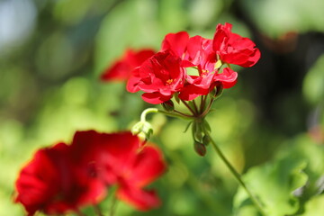 Zonal geranium close up (Pelargonium hortorum)