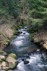 Cour d'eau dans la for&ecirc;t