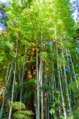 Obraz premium Dense bamboo forest with tall green bamboo stalks and sunlight filtering through the leaves