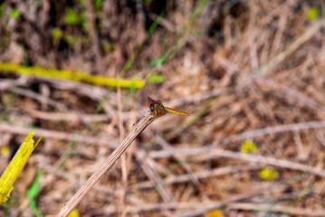 dragonfly on the grass