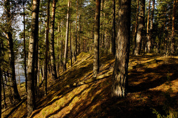 Obraz premium Sunlit Forest with Mossy Ground and Tall Trees