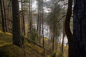 Obraz premium Serene Forest Landscape with Sunlight Filtering Through Trees