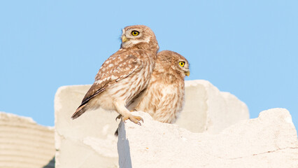 great horned owl