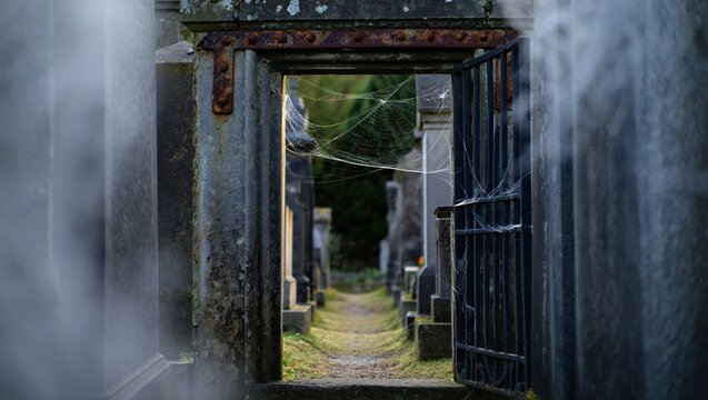 Old rusted cemetery gate opening to a foggy path, framed perfectly for title or logo placement.
