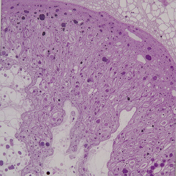 Histology image of connective tissue proper loose areolar tissue