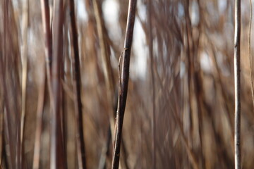 Dry grass and branches