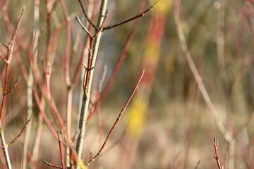 Dry grass and branches