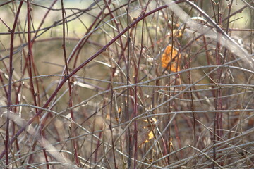 Dry grass and branches