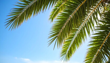 Fototapeta premium Tropical palm leaves against a clear sky