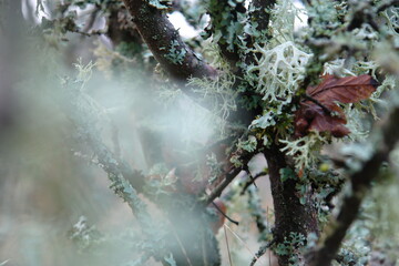 Lichen on tree