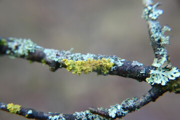 Lichen on tree
