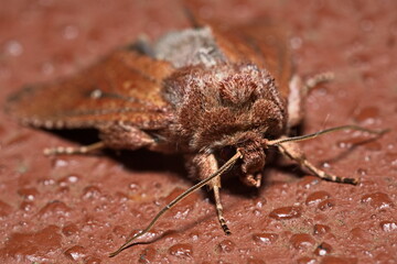 Owlet moth resting on a concrete ledge 