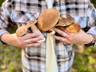 Close-up of freshly picked porcini mushrooms in hands, forest background, sustainable living,...