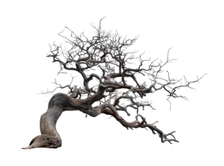 old dead spooky tree for halloween, transparent png 